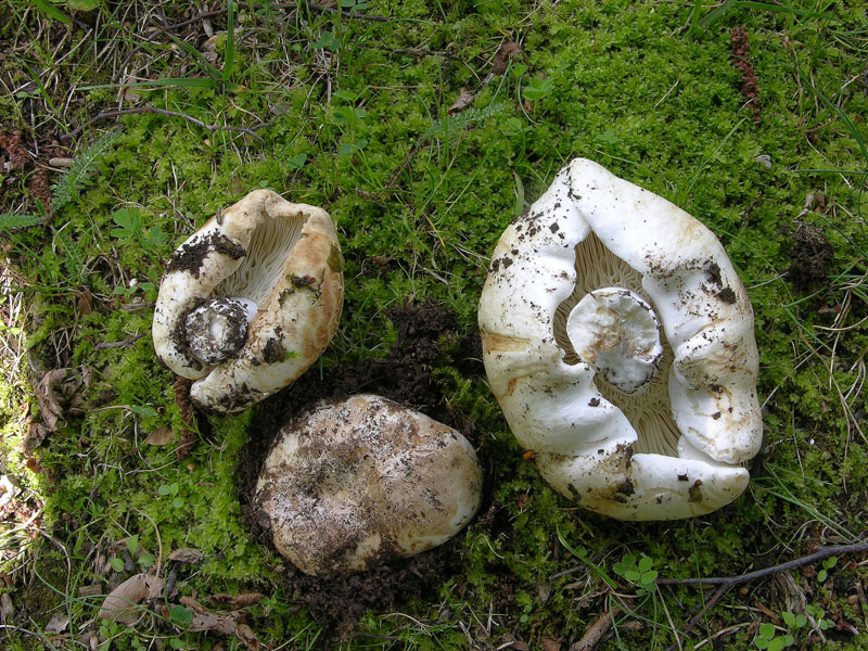 Russula delica.